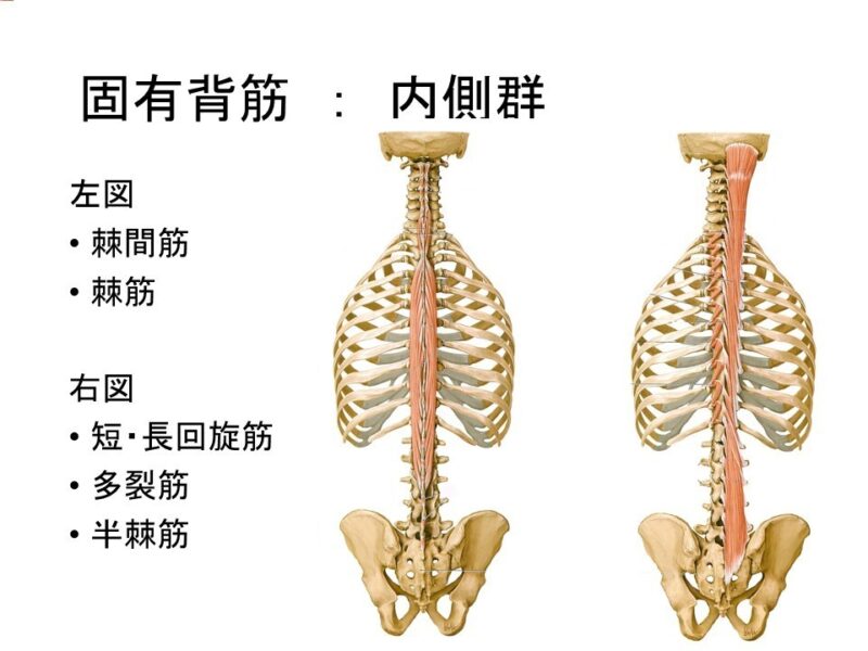 固有背筋