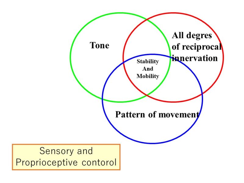 tone, reciprocal innervation, and pattern