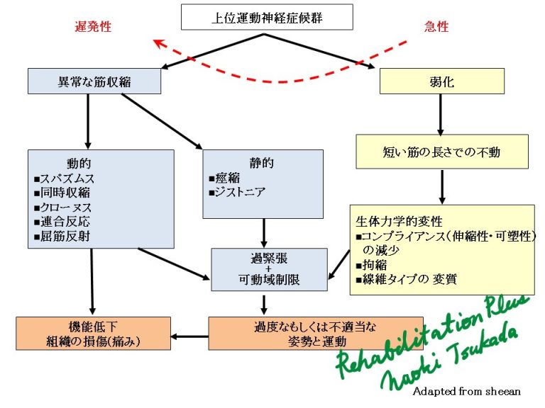 Upper-Motor-Neuron-Syndrome