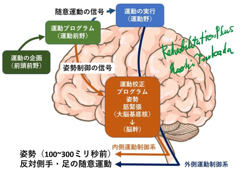 姿勢制御と運動制御（2）神経学的の視点から | Rehabilitation Plus