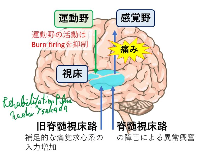 視床を経由する感覚経路