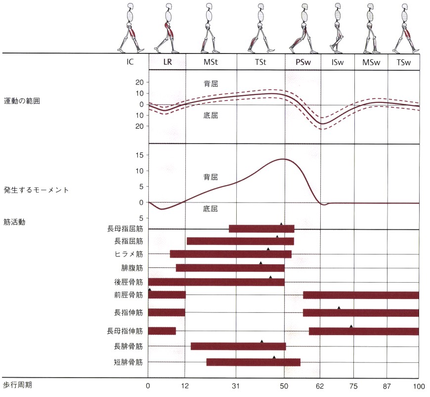 歩行周期と筋活動