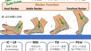 足の機能解剖と歩行分析～ 下肢からみた動きと理学療法の展開 ～【全４巻】 足の機能解剖と歩行分析 ～下肢からみた動きと理学療法の展開～