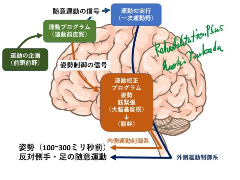 随意運動（運動制御）と姿勢制御の脳内情報処理プロセスを解説 Rehabilitation Plus