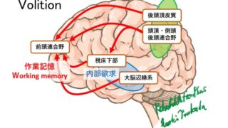 随意運動（運動制御）と姿勢制御の脳内情報処理プロセス