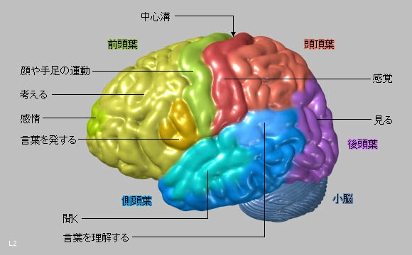 大脳の機能分化