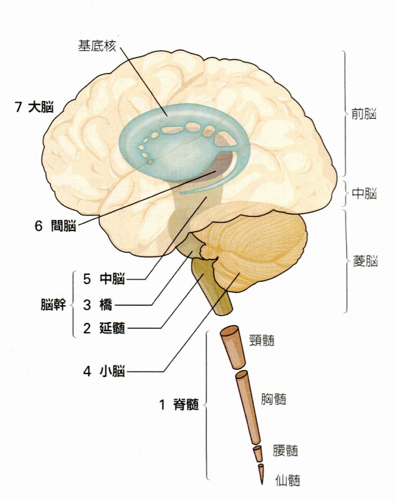 脳の全体図