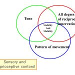 tone, reciprocal innervation, and pattern